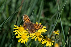 David Plant Photography - Wildlife Photography - Wall - E